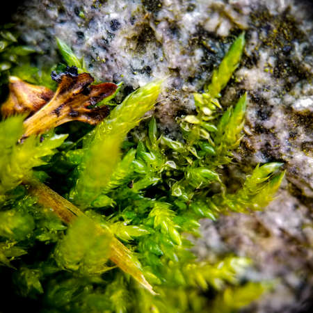 extreme close up of moss growing, healthy and green, during early spring.の写真素材
