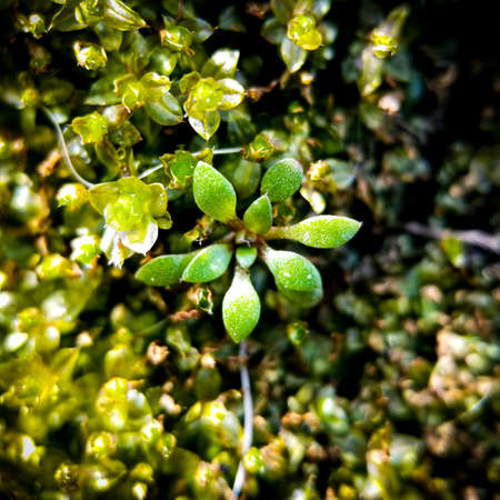 small plant spreading out green leaves with red stems in a bed of healthy moss