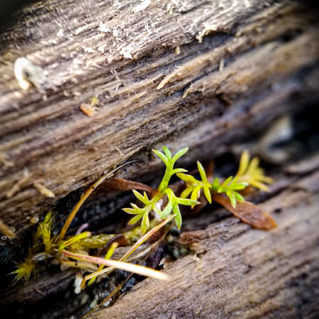 tiny plant growing out of a beach log with grains of sand