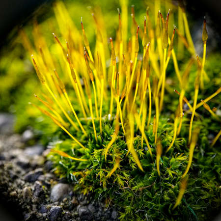 extreme close up of moss growing, healthy and green, during early spring.の写真素材