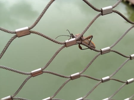 Bug on the metal grill