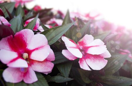 Spring flowers background