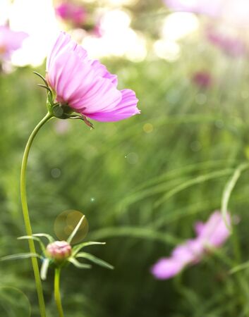 Spring flowers backgroundの写真素材