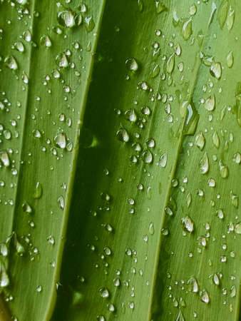 Closeup of cactus in potの写真素材