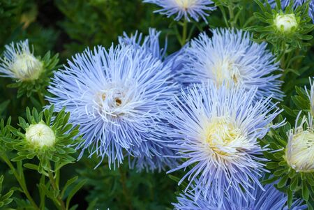 blue flowers on a green background from leaves in summer in sunny weather outdoorsの写真素材