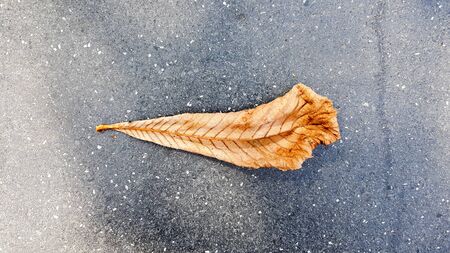 Yellow dry leaves on the cement floor.の写真素材