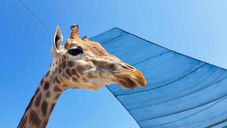 Front at giraffe view against the blue sky.の写真素材