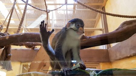 Monkey behind the glass in a large zoo.
