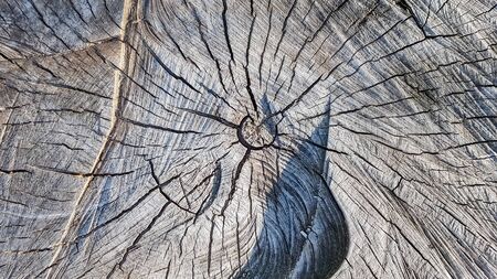 Wooden old stump, wood texture background. Sawn tree with cracks. Round cut down tree with annual...