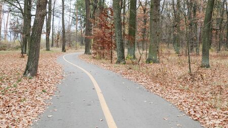 Walkway in the park with a yellow marking line on the asphalt. In the background, trees and bushes...