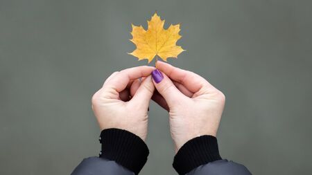 Yellow maple leaf in hand with nature in background. Colorful maple leaf. Useful as seasonal autumn...
