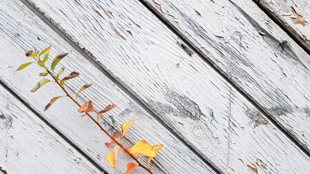 bright leaves on a rustic wooden background. fall season. Autumn background concept.