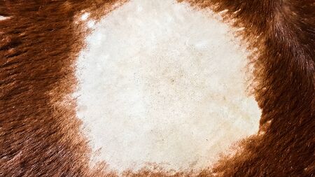 Old leather drum, membrane musical instrument. Calfskin pattern. Hair and skin on the skin on the...