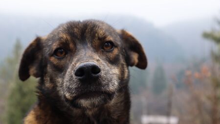 Portrait of a stray brown cute puppy. Head shot of a dog with blurry background with space for text....