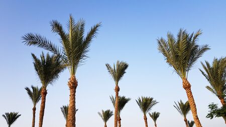 Silhouettes of palm trees against the sky during sunset. Coconut trees, tropical tree of Egypt, summer tree. a family of monocotyledonous, woody plants with unbranched trunksの写真素材