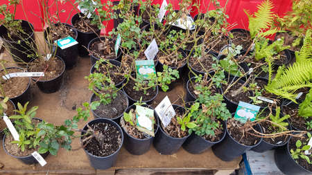 Ukraine, Kiev - May 07, 2020. Garden center selling plants. Seedlings of various trees in pots in an outdoor garden store. Large distribution of planting of seedlings for sale to shopsのeditorial素材