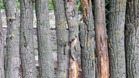 The fence is built of logs. Gray background. Rough logs wall vertical background. Old wood, natural...