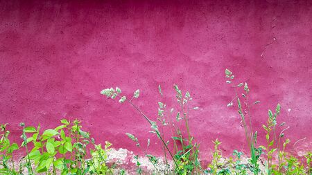 Texture of an old clay facade of a house painted in purple. Ukrainian old houseの写真素材