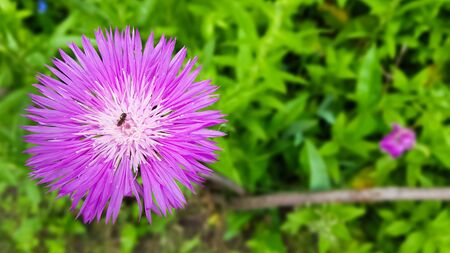 Cornflower meadow field weed plant. Species of the genus Cornflower of the Asteraceae family, or...
