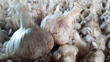 A lot of messidor garlic is spread out in the open air. This variety is high yielding good quality, ripens early and has a high yield, grown in Holland.の写真素材