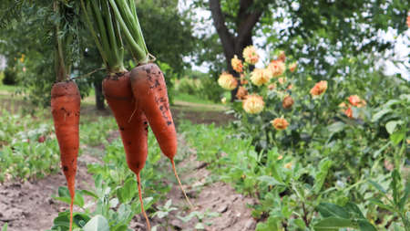 Freshly dug carrots with tops on the background of a vegetable garden on a sunny day outdoors. Large unwashed carrots in the field close-up. Harvesting a new crop of vegetables in the countrysideの写真素材