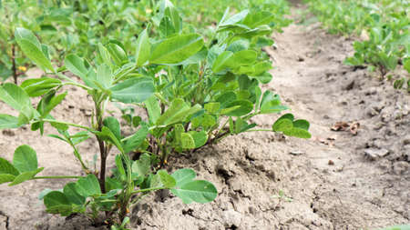 Growing organic peanuts, outdoor peanut bushes grow in the ground in the vegetable garden. Peanut tree in agricultural plantations.の写真素材