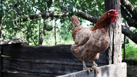 One large red-brown laying hen in the countryside on a sunny day against a colorful summer background. Loman Brown belongs to the egg type of chickens. Poultry breeding, chicken and egg productionの写真素材