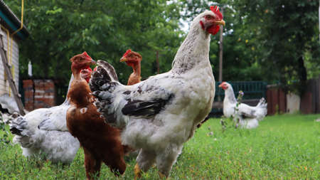 Pedigree brown and white hens and roosters eat grass in nature, outdoors in the backyard of a house...
