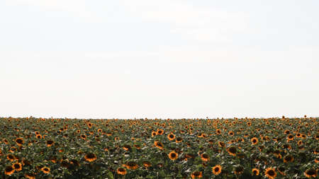 A field of beautiful and bright sunflowers, sky and clouds in the background. Ecology concept photo....