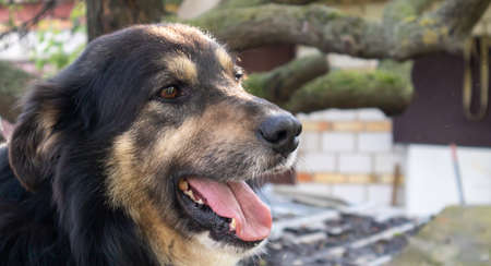 Portrait of an adult large dog in the yard of the house with his tongue hanging out. Black pet with...