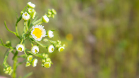 Beautiful wildflowers and wild herbs on a green meadow. Warm and sunny summer day. Meadow flowers. Wild summer flowers field. Summer landscape background with beautiful flowersの写真素材