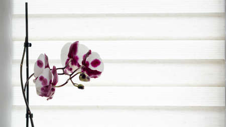 A beautiful orchid grows on the windowsill against the background of roller blinds. Houseplants on the window of the apartment. Flowers in pots on the windowsill. Home decor conceptの写真素材