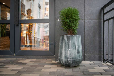 Green small spherical Chinese thuja in a concrete pot near the house at the entrance. Traditional home decorations. Entrance to the building, a pot of flowers and a small thujaの写真素材
