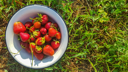Fresh juicy ripe tasty organic strawberries in an old metal bowl outdoors on a sunny summer day. Strawberry red fresh berries and sweet juicy fruitの写真素材