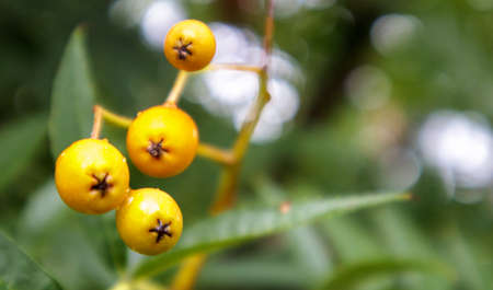 Ripe orange rowan berries close-up on a blurred background, growing in groups on the branches of a mountain ash. High quality photo with copy spaceの写真素材