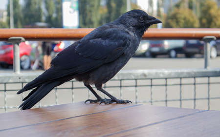 Close-up view of a black bird, a crow standing on a wooden table of a street fast food restaurant, waiting and looking for food. Raven is seated on the fenceの写真素材