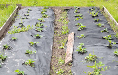Neat long beds of strawberries covered with black agrofibre. A green strawberry plant in a dark black spunbond hole in the ground. Application of modern technologies for growing strawberriesの写真素材