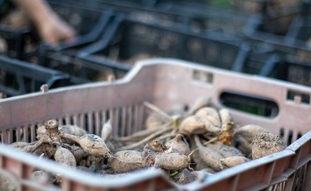 Plastic black garden boxes with dahlia flower roots. Flower tubers dry out in the sun. Tubers of plants and flowers. Dahlia planting season. Many dahlia roots without soil. planting materialの写真素材