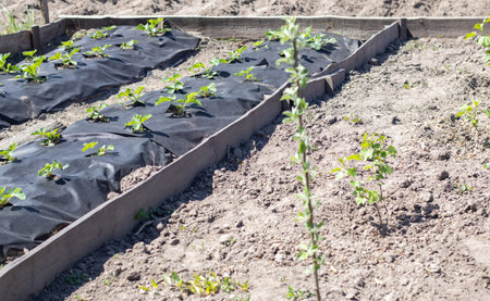 Neat long beds of strawberries covered with black agrofibre. A green strawberry plant in a dark...