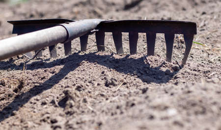 Close up photo of a garden rake on a bed. Old black metal rake on dry soil, in the garden. spring cleaning. selective focus. Yard area cleaningの写真素材
