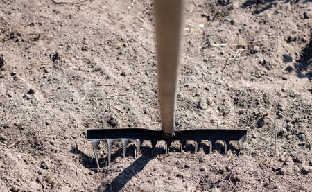 Photo of a garden rake on a bed. Old metal rake in the garden. spring cleaning. Formation of the soil for planting with a rake in the spring, work with a garden tool. soilの写真素材
