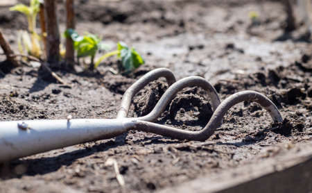 Planting flowers in the garden. A metal small rake with a wooden handle for gardening lies on the...