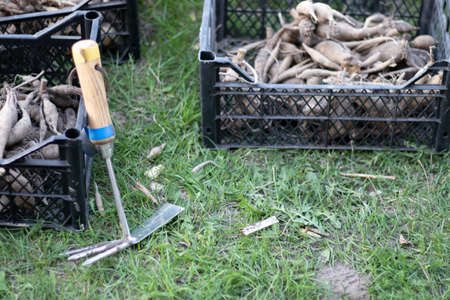 Large dahlia tubers with dried stems are stacked in plastic boxes standing on green grass. Preparing...