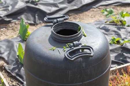 Large black plastic barrel with water in the summer garden. Rainwater tank in the garden, hot summer day. Barrels for watering the gardenの写真素材