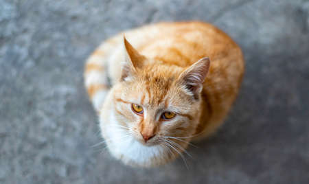 A red striped young cat sitting on the floor looks up and asks for food. Top view, soft selective focus, flat layの写真素材