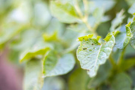 Close-up of potato leaves damaged by Colorado striped beetle larvae. Leptinotarsa Decemlineata....
