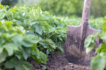 Shovel on the background of potato bushes. Digging up a young potato tuber from the ground on a...