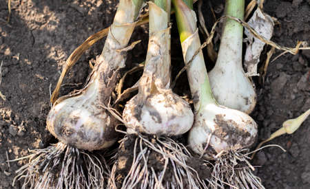 Young garlic with roots lying on garden soil. Collection of Lyubasha garlic in the garden....