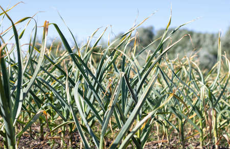 Garlic field in the landscape. Organic garlic grown in the countryside. Agricultural field of garlic...