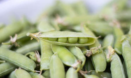 Lots of green peas. Unpeeled young green peas close-up. green background. Healthy eco food. Vegetarian dishes. Harvesting vegetables. Beautiful close-up of fresh peas and pea podsの写真素材